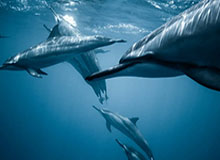 世俱杯下注-羽协主席张军：安洗莹最强，陈雨菲是更有可能战胜她的那一个